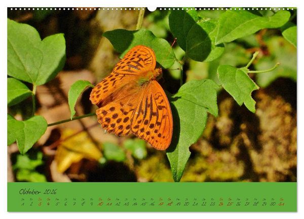 Produktbild: Wilde Toskana - von Ren&eacute; Schaack (hochwertiger Premium Wandkalender 2026 DIN A2 quer), Kunstdruck in Hochglanz