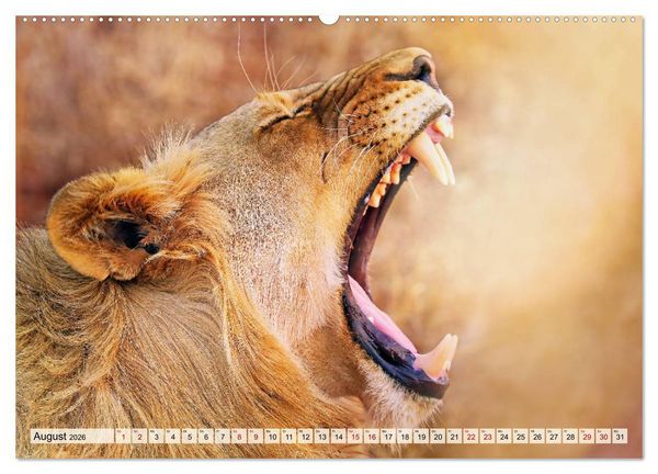 Produktbild: Afrikas L&ouml;wen 2026 (Wandkalender 2026 DIN A2 quer), CALVENDO Monatskalender