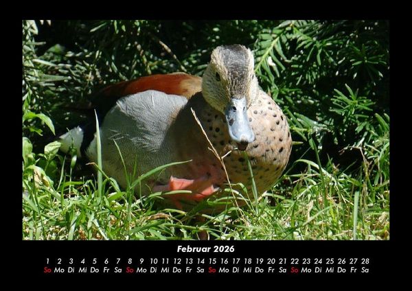 Produktbild: Enten 2026 Fotokalender DIN A3