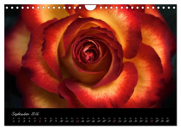 Produktbild: Floral Portraits - Blumen Impression (Wandkalender 2026 DIN A4 quer), CALVENDO Monatskalender