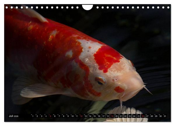 Produktbild: Nishikigoi oder Koi Karpfen (Wandkalender 2026 DIN A4 quer), CALVENDO Monatskalender