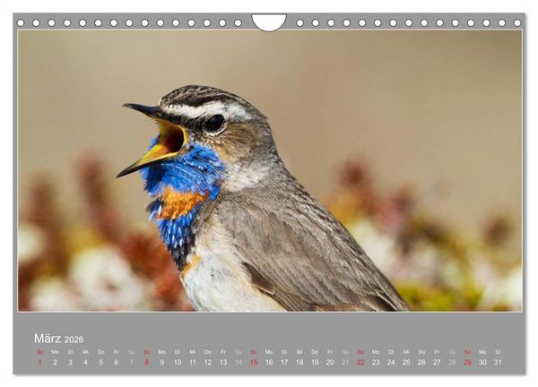 Produktbild: &Ouml;LAND - Besuch im etwas anderen Schweden 2026 (Wandkalender 2026 DIN A4 quer), CALVENDO Monatskalender