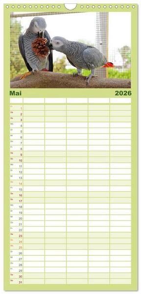 Produktbild: Familienplaner 2026 - Graupapageien zum Verlieben mit 5 Spalten (Wandkalender, 21 x 45 cm) CALVENDO
