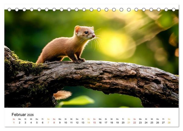 Produktbild: Wilde Tierwelt im Wald (Tischkalender 2026 DIN A5 quer), CALVENDO Monatskalender