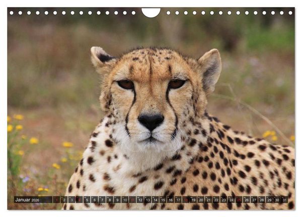 Produktbild: Raubkatzen. Wild, sch&ouml;n und kraftvoll (Wandkalender 2026 DIN A4 quer), CALVENDO Monatskalender