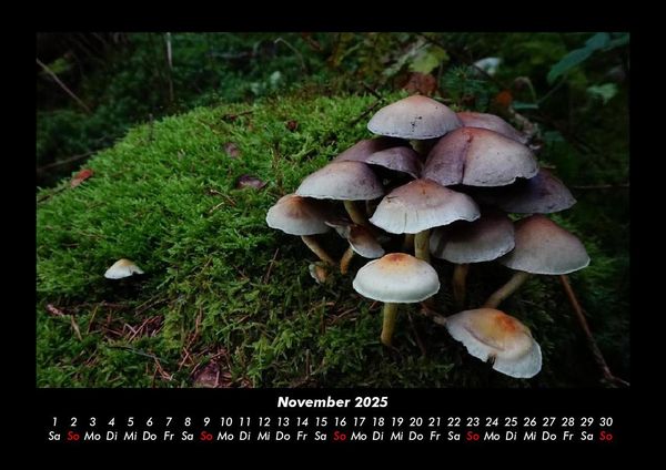 Produktbild: Pilzkalender 2025 Fotokalender DIN A3