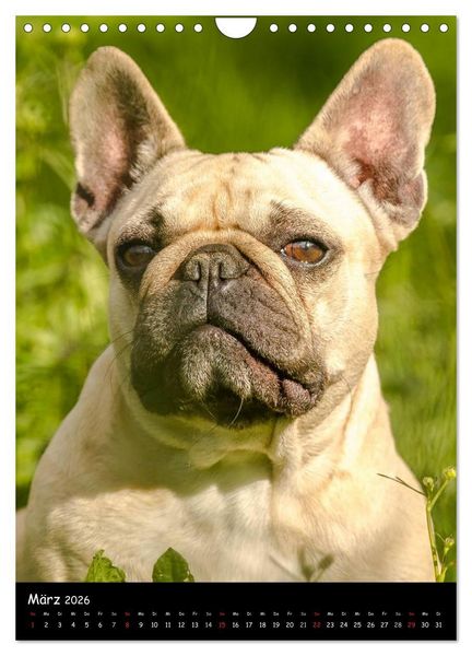 Produktbild: Franz&ouml;sische Bulldoggen - Eine Bully Liebeserk&auml;rung (Wandkalender 2026 DIN A4 hoch), CALVENDO Monatskalender