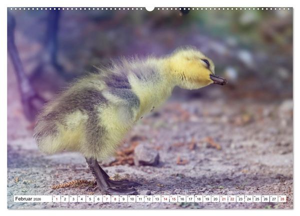 Produktbild: Flauschige Momente! Enten- und G&auml;nsek&uuml;ken im Jahreslauf (Wandkalender 2026 DIN A2 quer), CALVENDO Monatskalender