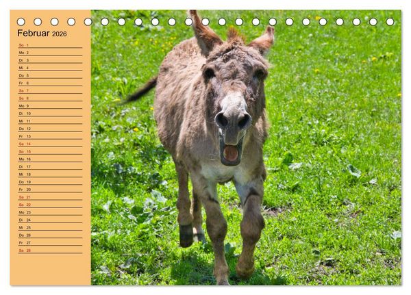 Produktbild: Liebenswerte Esel (Tischkalender 2026 DIN A5 quer), CALVENDO Monatskalender