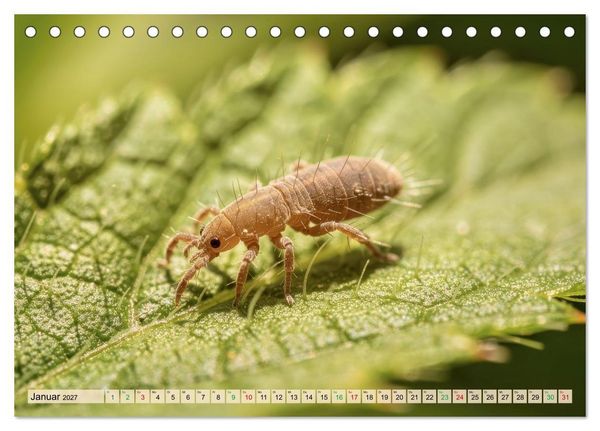 Produktbild: Die kleinsten Tiere - Weltweit (Tischkalender 2027 DIN A5 quer), CALVENDO Monatskalender