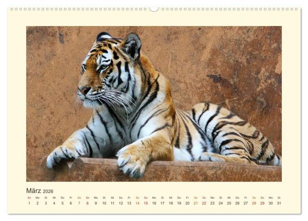 Produktbild: Sibirische Tigerportraits (hochwertiger Premium Wandkalender 2026 DIN A2 quer), Kunstdruck in Hochglanz
