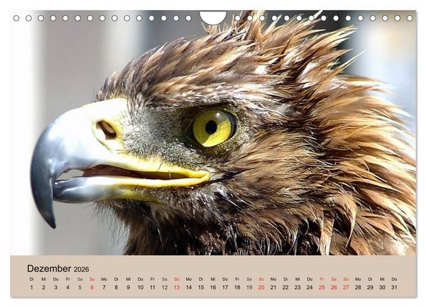 Produktbild: Der Steinadler. Majest&auml;tischer Greifvogel (Wandkalender 2026 DIN A4 quer), CALVENDO Monatskalender