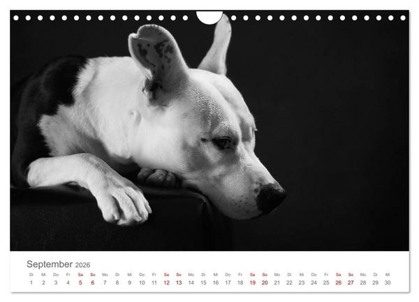 Produktbild: Hundeportraits Fine Art (Wandkalender 2026 DIN A4 quer), CALVENDO Monatskalender