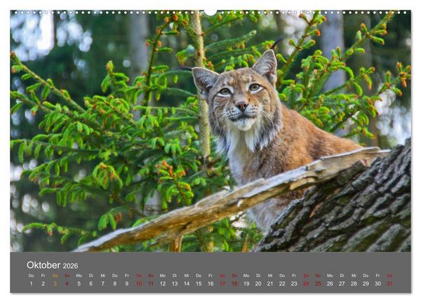 Produktbild: Der Luchs - Hochbeinig, Pinselohren, Backenbart (Wandkalender 2026 DIN A2 quer), CALVENDO Monatskalender
