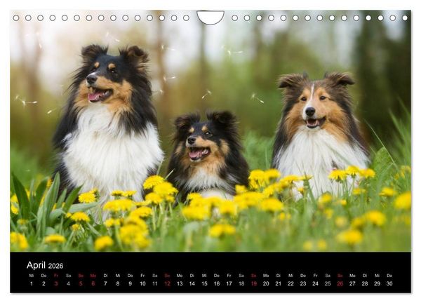 Produktbild: Wir lieben Shelties (Wandkalender 2026 DIN A4 quer), CALVENDO Monatskalender