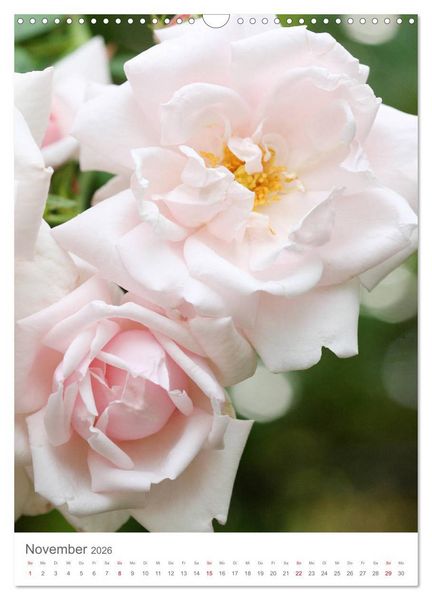 Produktbild: Gl&uuml;cklich mit Rosen (Wandkalender 2026 DIN A3 hoch), CALVENDO Monatskalender