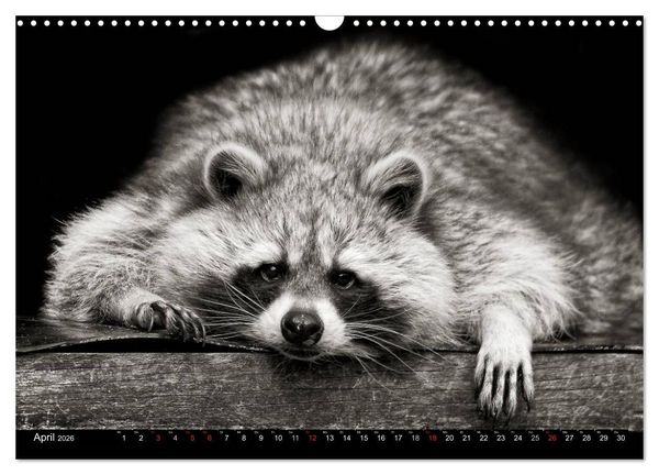 Produktbild: Waschb&auml;ren - Maskierte Gauner (Wandkalender 2026 DIN A3 quer), CALVENDO Monatskalender