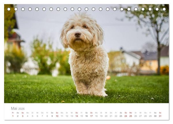 Produktbild: Havaneser - Herz aus Gold (Tischkalender 2026 DIN A5 quer), CALVENDO Monatskalender
