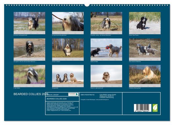 Produktbild: BEARDED COLLIES 2026 (hochwertiger Premium Wandkalender 2026 DIN A2 quer), Kunstdruck in Hochglanz