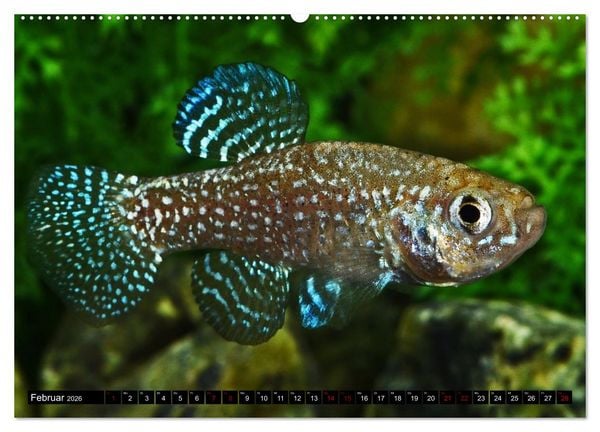 Produktbild: Outdoor-Aquaristik (hochwertiger Premium Wandkalender 2026 DIN A2 quer), Kunstdruck in Hochglanz