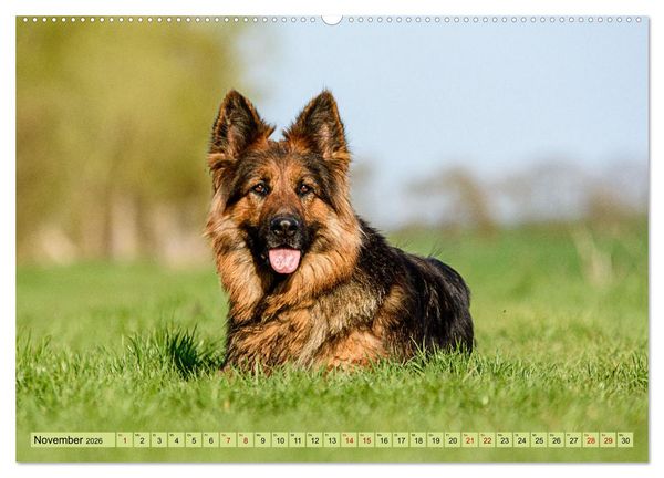 Produktbild: Altdeutsche Sch&auml;ferhunde - Traumhafte Sch&auml;ferhunde Langstockhaar (Wandkalender 2026 DIN A2 quer), CALVENDO Monatskalender