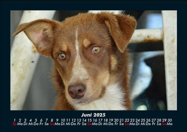 Produktbild: Der Hundekalender 2025 Fotokalender DIN A5
