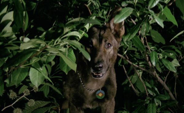 Produktbild: The Dog - Z&auml;hne des Teufels
