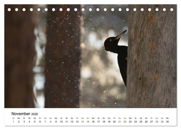 Produktbild: Finnland: eine tierische Entdeckungsreise (Tischkalender 2026 DIN A5 quer), CALVENDO Monatskalender