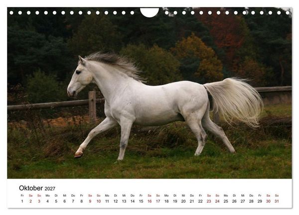 Produktbild: PFERDE - Zwischen Himmel, Erde und Hufschlag (Wandkalender 2027 DIN A4 quer), CALVENDO Monatskalender