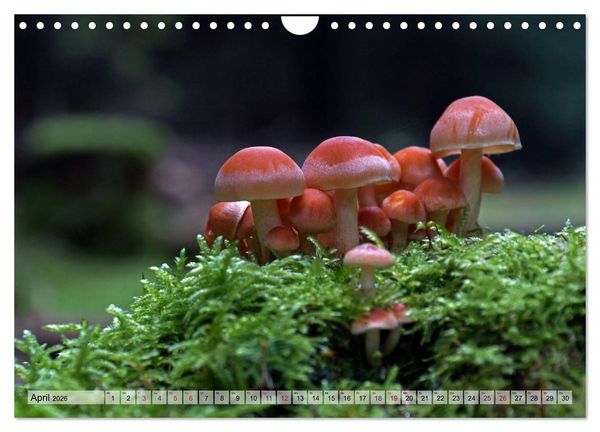 Produktbild: Waldpilz-Impressionen (Wandkalender 2026 DIN A4 quer), CALVENDO Monatskalender