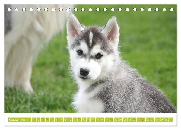Produktbild: Siberian Husky - der Urtyp (Tischkalender 2026 DIN A5 quer), CALVENDO Monatskalender