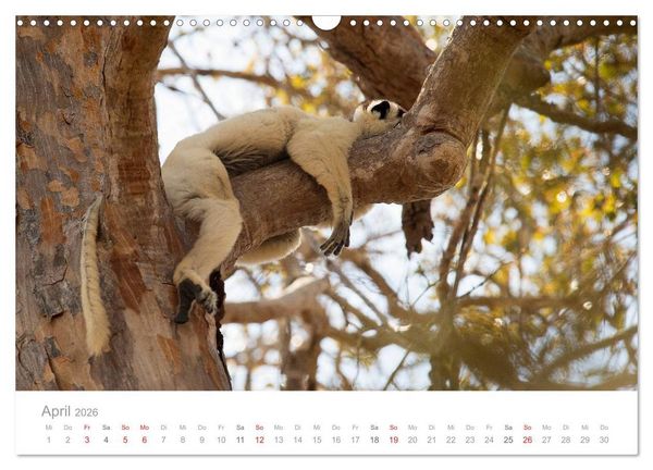 Produktbild: Paradies Madagaskar (Wandkalender 2026 DIN A3 quer), CALVENDO Monatskalender
