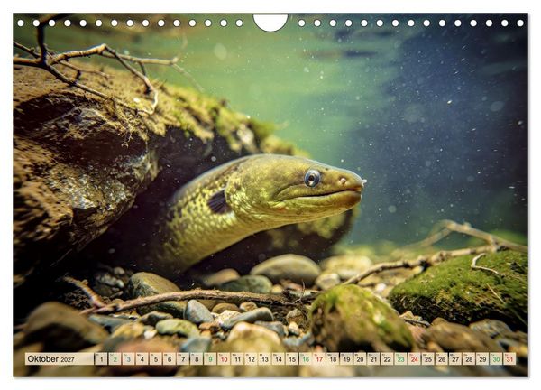 Produktbild: Aale in Seen und Fl&uuml;ssen (Wandkalender 2027 DIN A4 quer), CALVENDO Monatskalender