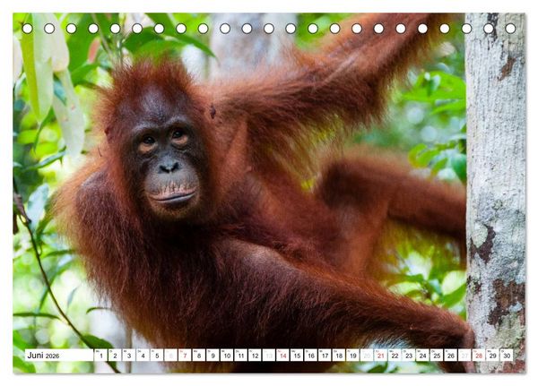 Produktbild: Orang Utans von Borneo Tierkalender 2026 (Tischkalender 2026 DIN A5 quer), CALVENDO Monatskalender