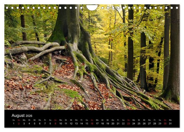 Produktbild: Wurzelwerke (Wandkalender 2026 DIN A4 quer), CALVENDO Monatskalender