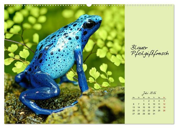 Produktbild: Heimische und exotische Amphibien (hochwertiger Premium Wandkalender 2026 DIN A2 quer), Kunstdruck in Hochglanz