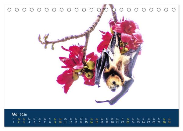 Produktbild: Faszinierende Tierwelt von Mauritius - Magische Momente der Natur (Tischkalender 2026 DIN A5 quer), CALVENDO Monatskalender