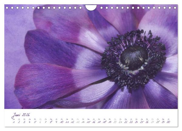 Produktbild: Lila Bl&uuml;ten (Wandkalender 2026 DIN A4 quer), CALVENDO Monatskalender