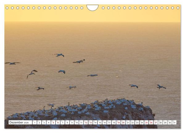 Produktbild: Basst&ouml;lpel - Helgolands faszinierende V&ouml;gel (Wandkalender 2026 DIN A4 quer), CALVENDO Monatskalender