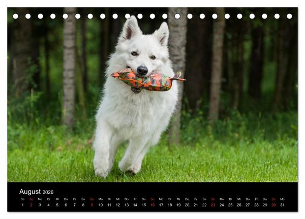 Produktbild: Wei&szlig;er Schweizer Sch&auml;ferhund (Tischkalender 2026 DIN A5 quer), CALVENDO Monatskalender