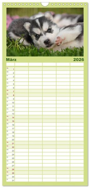 Produktbild: Familienplaner 2026 - Siberian Husky - der Urtyp mit 5 Spalten (Wandkalender, 21 x 45 cm) CALVENDO