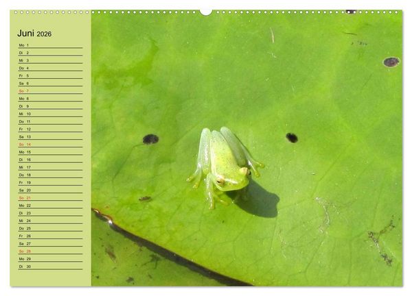 Produktbild: Frosch m&uuml;sste man sein! (hochwertiger Premium Wandkalender 2026 DIN A2 quer), Kunstdruck in Hochglanz