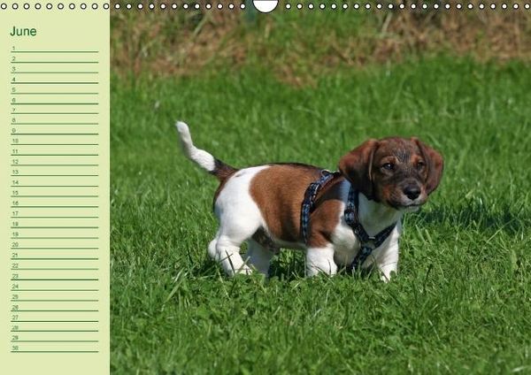Produktbild: Puppies Birthday Calendar / UK-Version (Wall Calendar perpetual DIN A3 Landscape)
