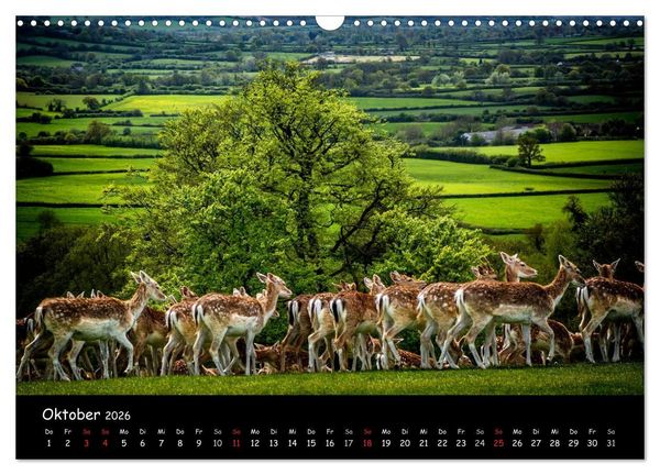 Produktbild: Rehe und Hirsche in freier Natur (Wandkalender 2026 DIN A3 quer), CALVENDO Monatskalender