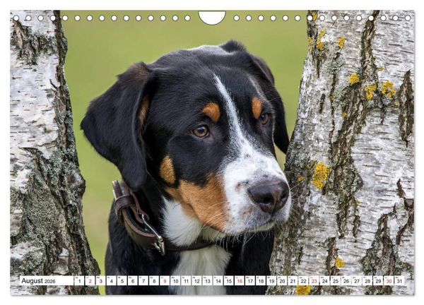 Produktbild: Gro&szlig;er Schweizer Sennenhund (Wandkalender 2026 DIN A4 quer), CALVENDO Monatskalender