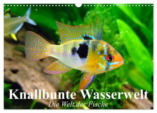 Knallbunte Wasserwelt. Die Welt der Fische (Wandkalender 2026 DIN A3 quer), CALVENDO Monatskalender
