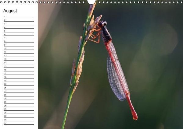 Produktbild: Libellen Geburtstagskalender (Wandkalender immerw&auml;hrend DIN A3 quer)