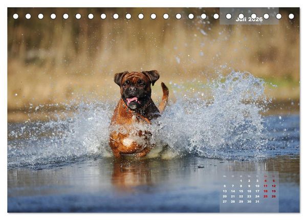 Produktbild: Typisch Boxer (Tischkalender 2026 DIN A5 quer), CALVENDO Monatskalender
