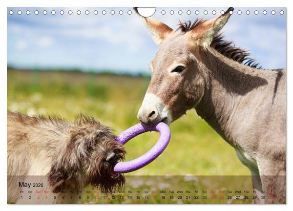 Produktbild: Little Donkey with Friends (Wall Calendar 2026 DIN A4 landscape), CALVENDO 12 Month Wall Calendar