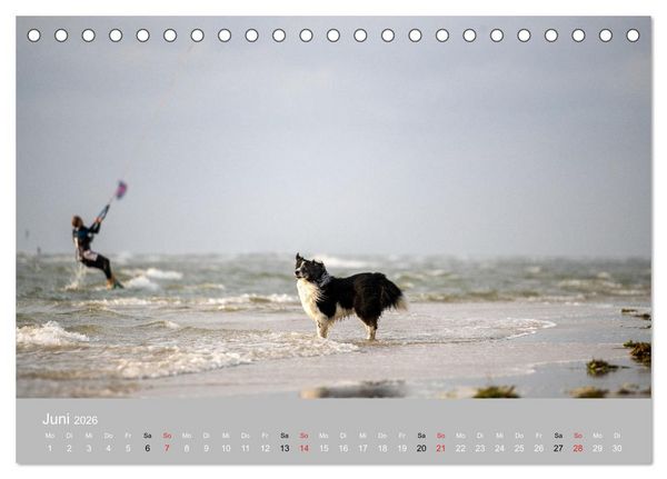 Produktbild: Australian Shepherd 2026 (Tischkalender 2026 DIN A5 quer), CALVENDO Monatskalender